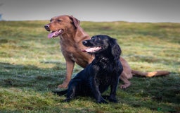 Cocker Spaniel dogs for sale: Working cocker spaniel puppies  - Image 5