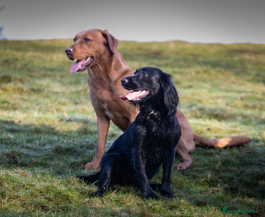 Cocker Spaniel dogs for sale: Working cocker spaniel puppies  - Image 5
