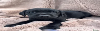 Labrador Retriever Puppy 5