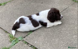 English Springer Spaniel dogs for sale: English Springer Spaniel Pups  - Image 13