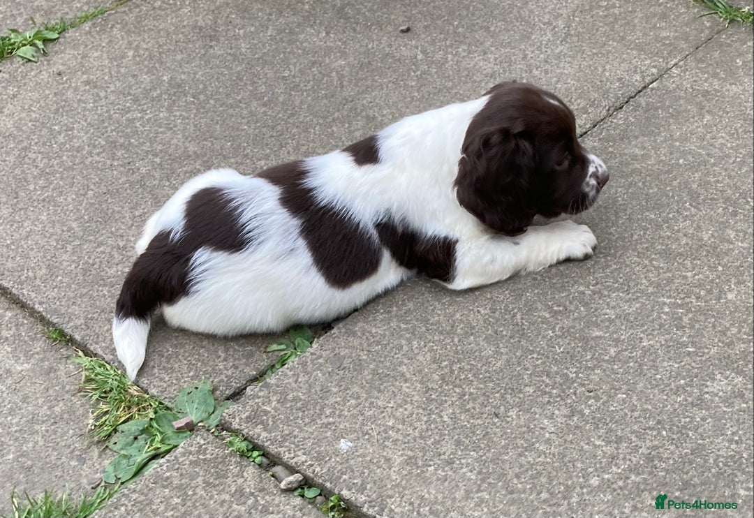 English Springer Spaniel dogs for sale: English Springer Spaniel Pups  - Image 13