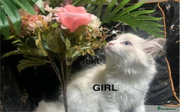 Ragdoll cats for sale: Pure Ragdoll kitten - Image 6