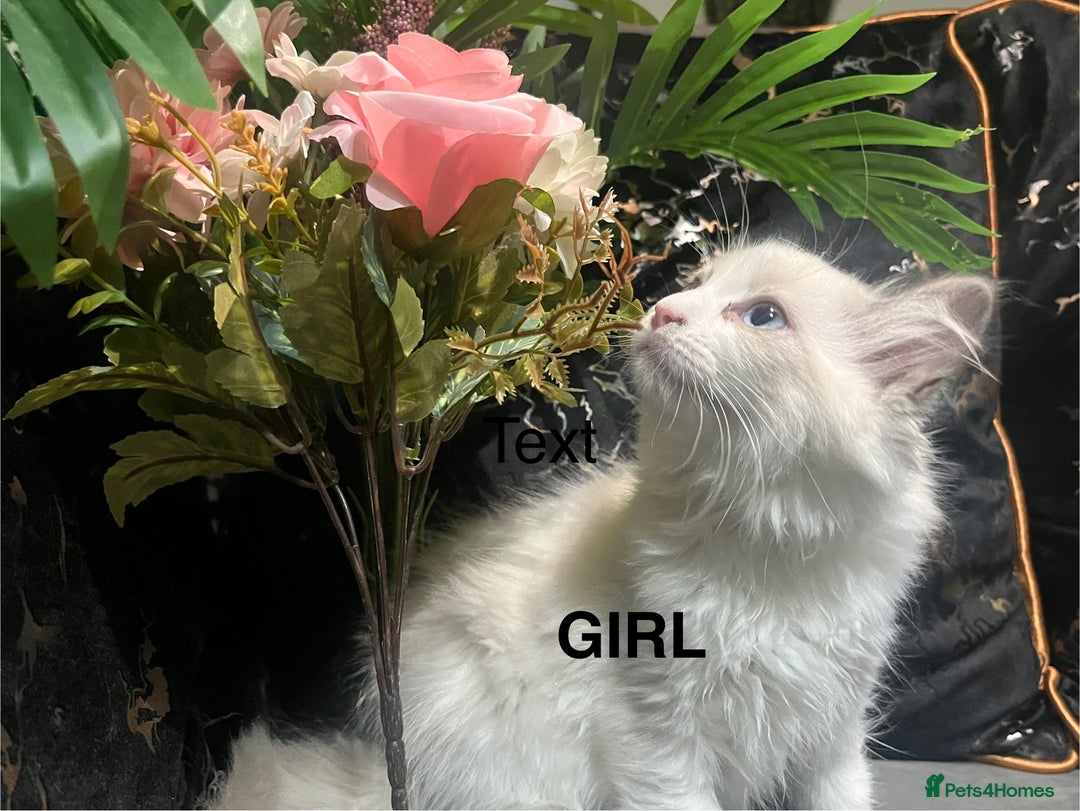 Ragdoll cats for sale: Pure Ragdoll kitten - Image 6