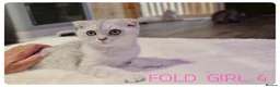 Scottish Fold cats for sale: Beautiful Scottish Fold,British & Munchkin Kittens - Advert 30
