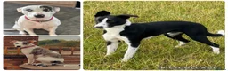 Mixed Breed dogs for sale: Beautiful bull/greyhound puppies  - Advert 20
