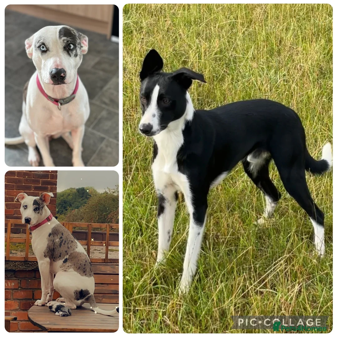Mixed Breed dogs for sale: Beautiful bull/greyhound puppies  - Advert 20