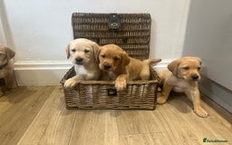 Labrador Retriever dogs for sale: My lovely Labrador puppies - Image 9