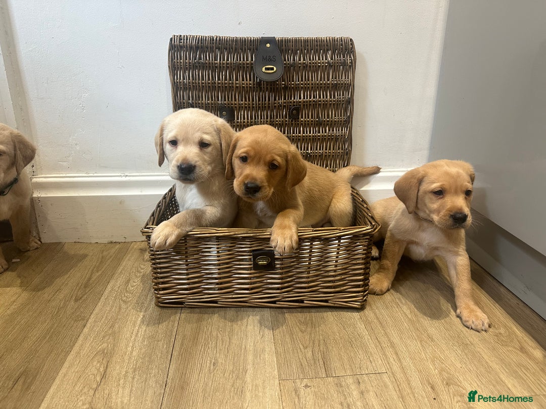 Labrador Retriever dogs for sale: My lovely Labrador puppies - Image 9