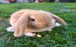 Mini Lop rabbits for sale: Mini Lop Rabbits For Sale  - Image 4
