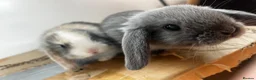 Mini Lop rabbits for sale: Gorgeous Mini Lops - Advert 1