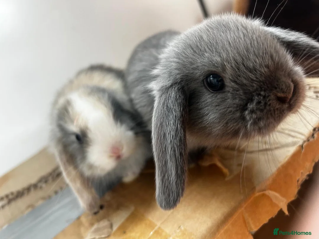 Mini Lop rabbits for sale: Gorgeous Mini Lops - Advert 1