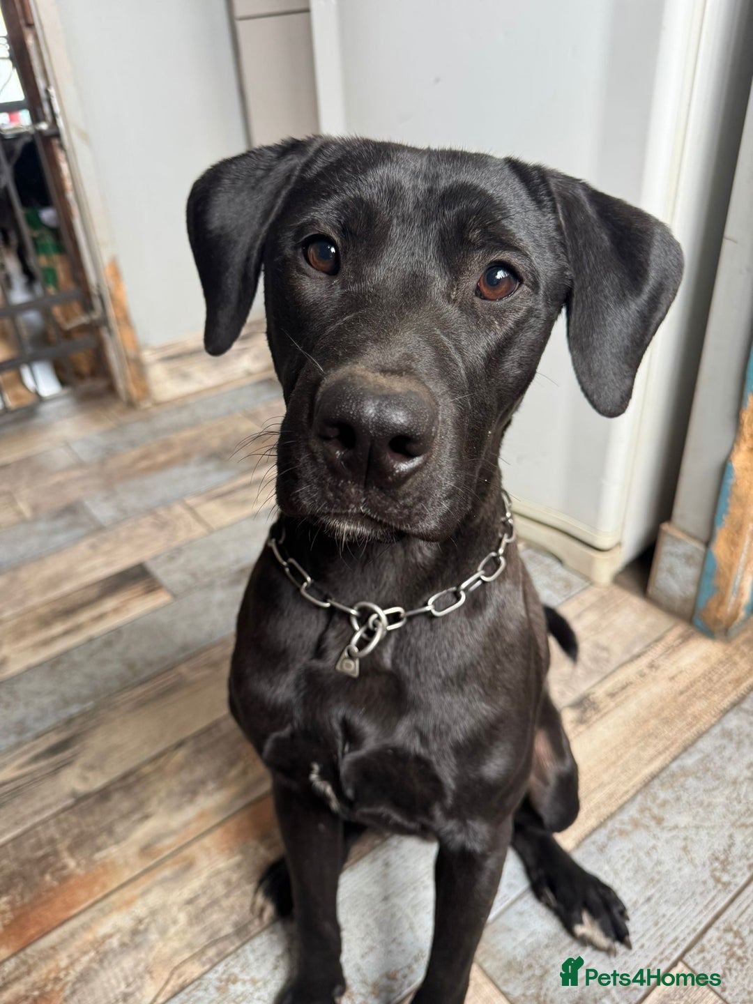 Canario Puppy Presa Canario Great Dane Mix Presa Canario