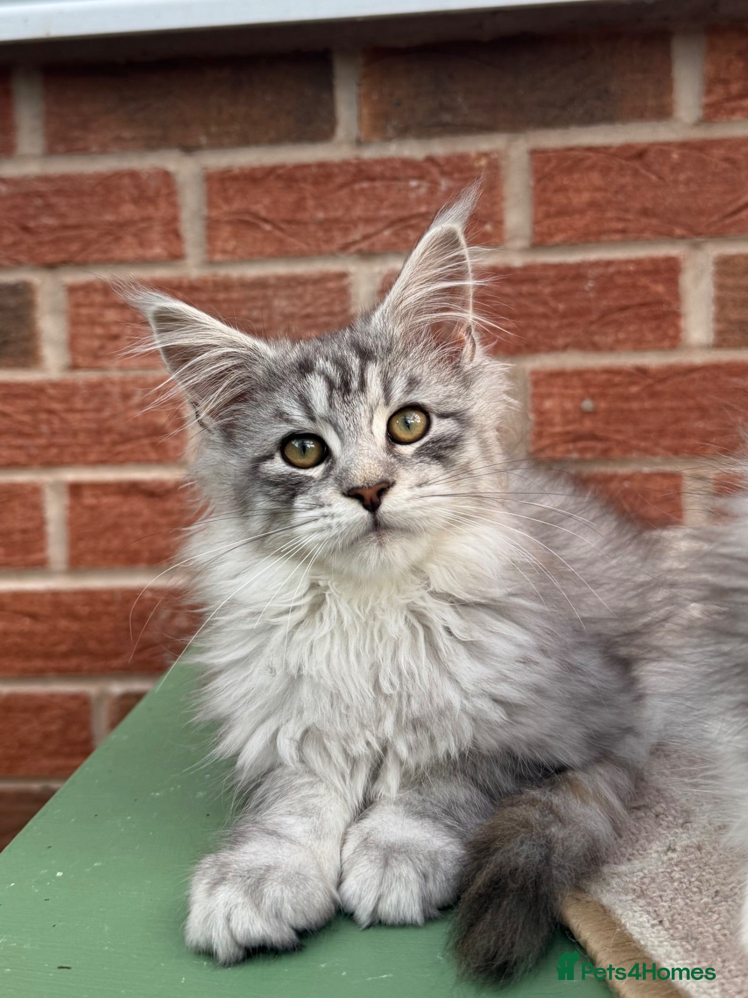 Maine Coon cats Maine coon kitten - Advert 1