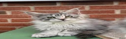 Maine Coon cats for sale: Maine coon kitten - Advert 1