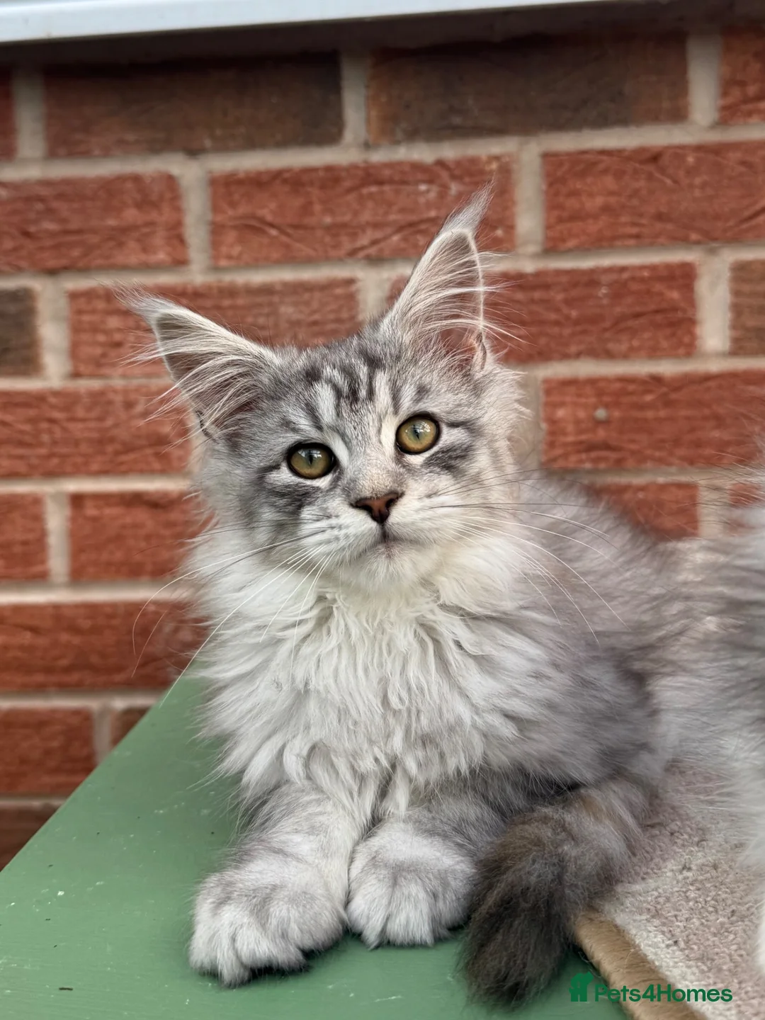 Maine Coon cats for sale: Maine coon kitten - Advert 1