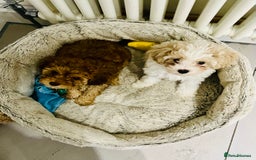 Cavapoochon dogs for sale: 2 Cavapoochons girls for sale. Wilmslow. Cheshire. - Image 21
