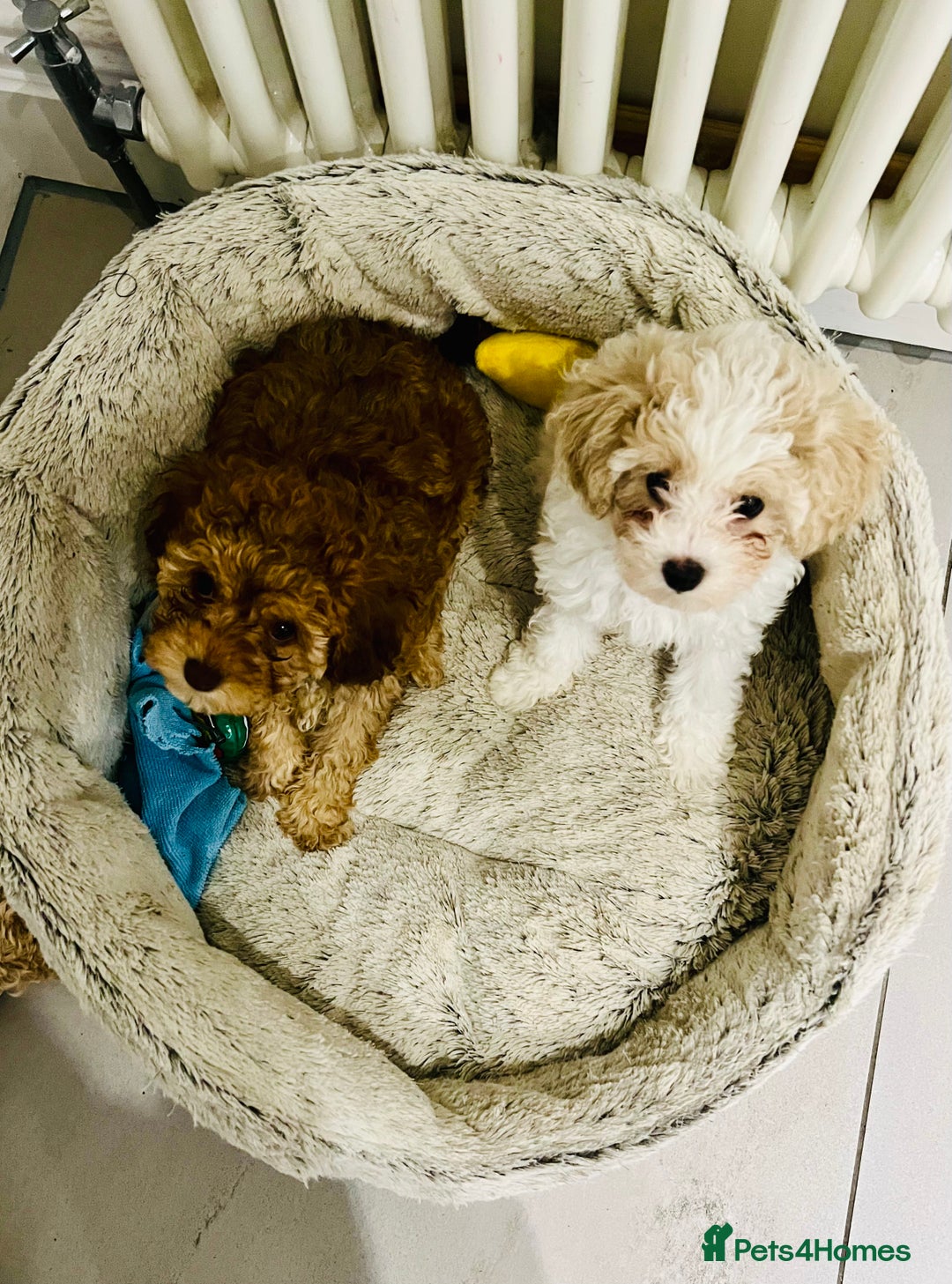 Cavapoochon dogs for sale: 2 Cavapoochons girls for sale. Wilmslow. Cheshire. - Image 21