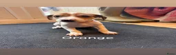 Saluki dogs for sale: Saluki greyhound puppies- Boys in Dover - Advert 5