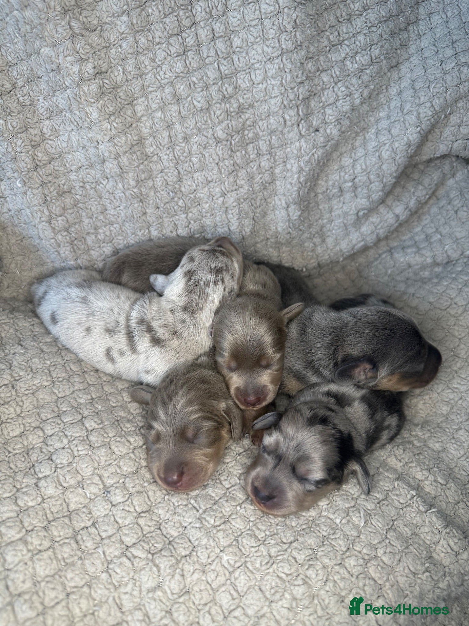 Miniature Dachshund dogs KC Blue & Lilac & Cream & Longhair MiniDachshund🤍 - Advert 18