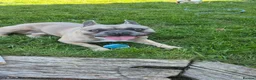 French Bulldog dogs for stud: PRINCE in Southampton - Advert 1
