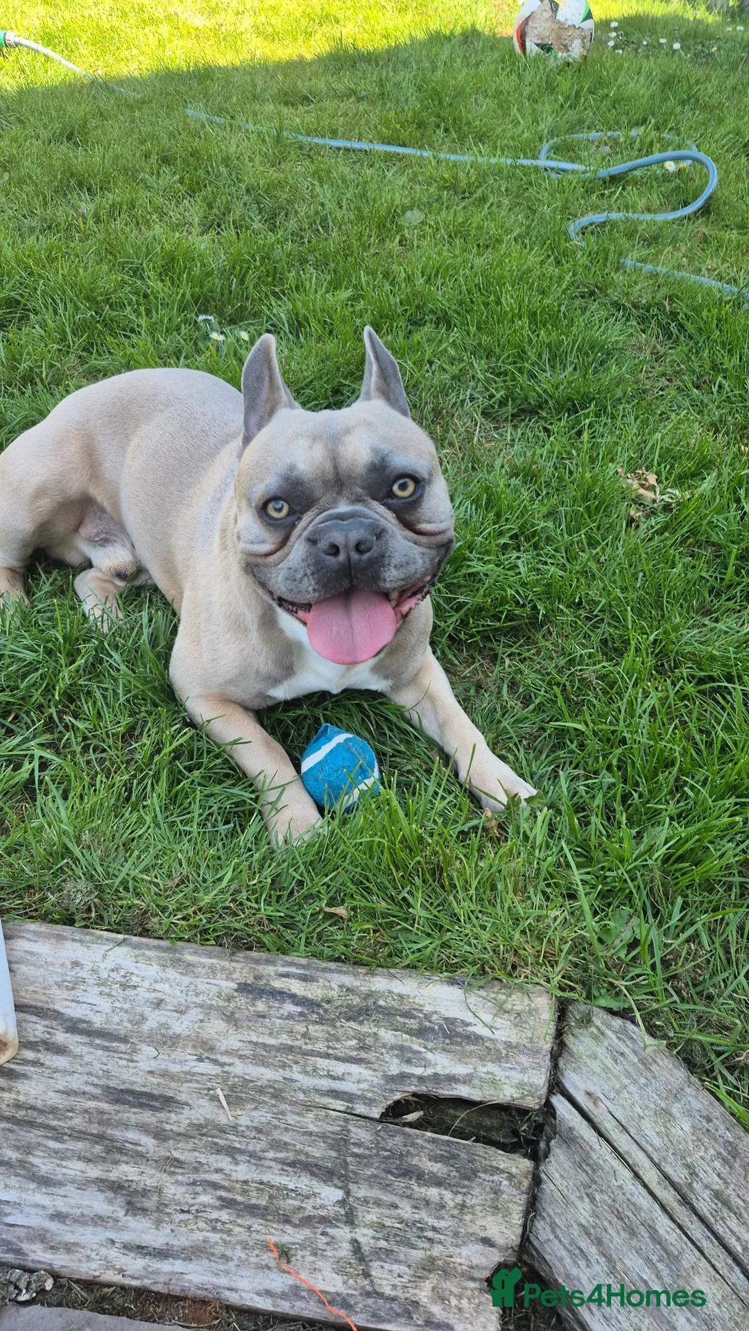 French Bulldog dogs for stud: PRINCE in Southampton - Advert 1