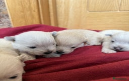Mixed Breed dogs for sale: F1 Westipoo Puppies  - Image 7