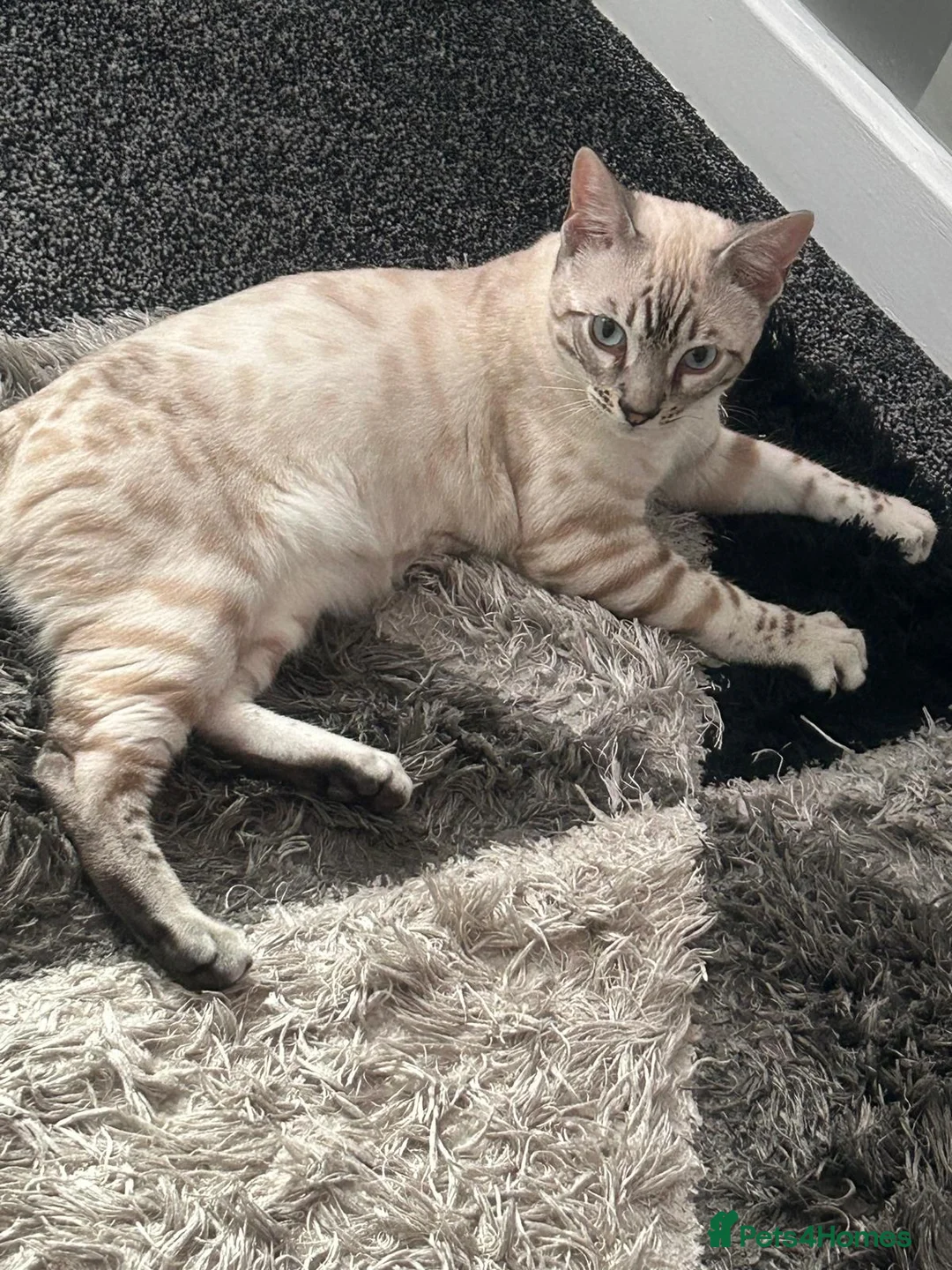 Bengal cats for sale: Bengal tiger kittens  - Advert 3