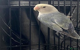 Lovebirds birds for sale: Breeding pair of love birds  - Image 5