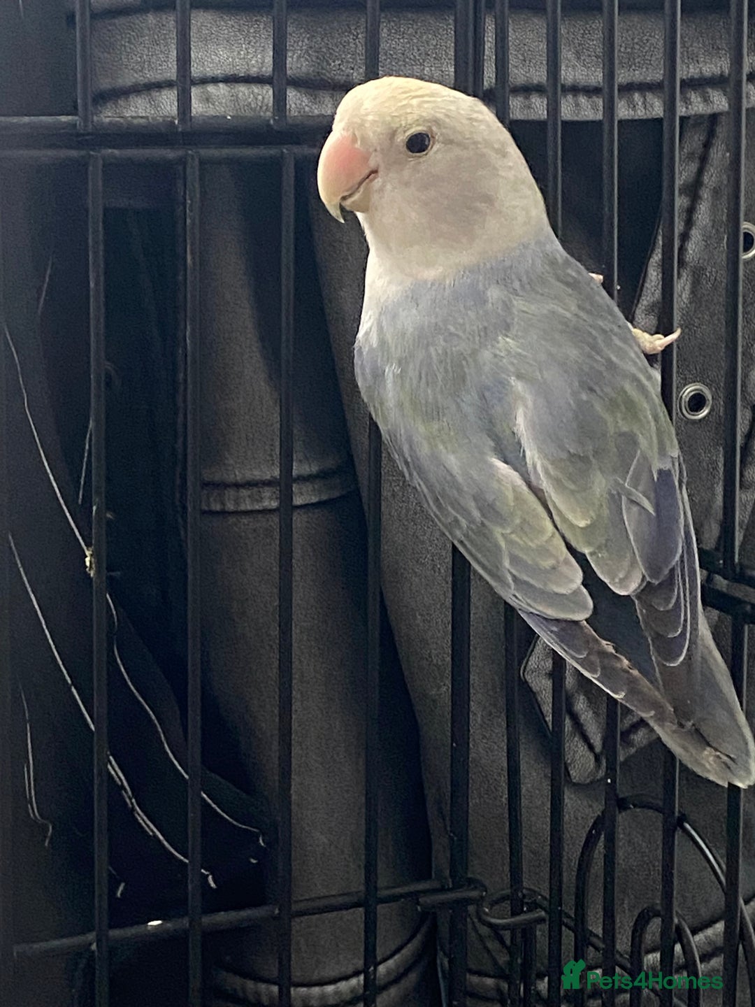 Lovebirds birds for sale: Breeding pair of love birds  - Image 5