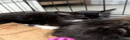 Mixed Breed cats for sale: Female kitten  in Birmingham - Advert 6