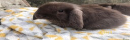 Mini Lop rabbits for sale: Beautiful mini lop bucks for sale  - Advert 7