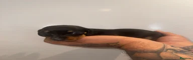 GIRL - BLACK & TAN 2 (REHOMED)
