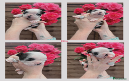 Boston Terrier dogs for sale: 6 Beautiful Boston Terrier Puppies - Image 6