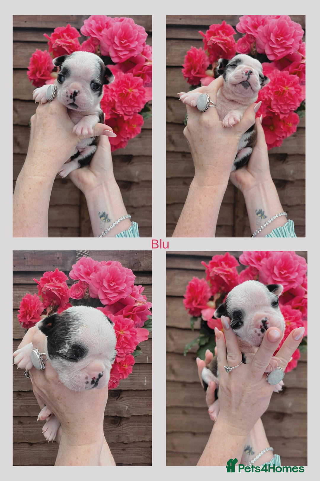 Boston Terrier dogs for sale: 6 Beautiful Boston Terrier Puppies - Image 6