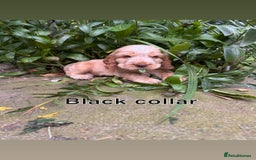 Cocker Spaniel dogs for sale: Full pedigree Show Cocker Spaniel Puppies 🐾 - Image 2