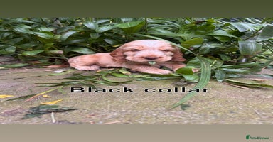 Cocker Spaniel dogs - Advert 14
