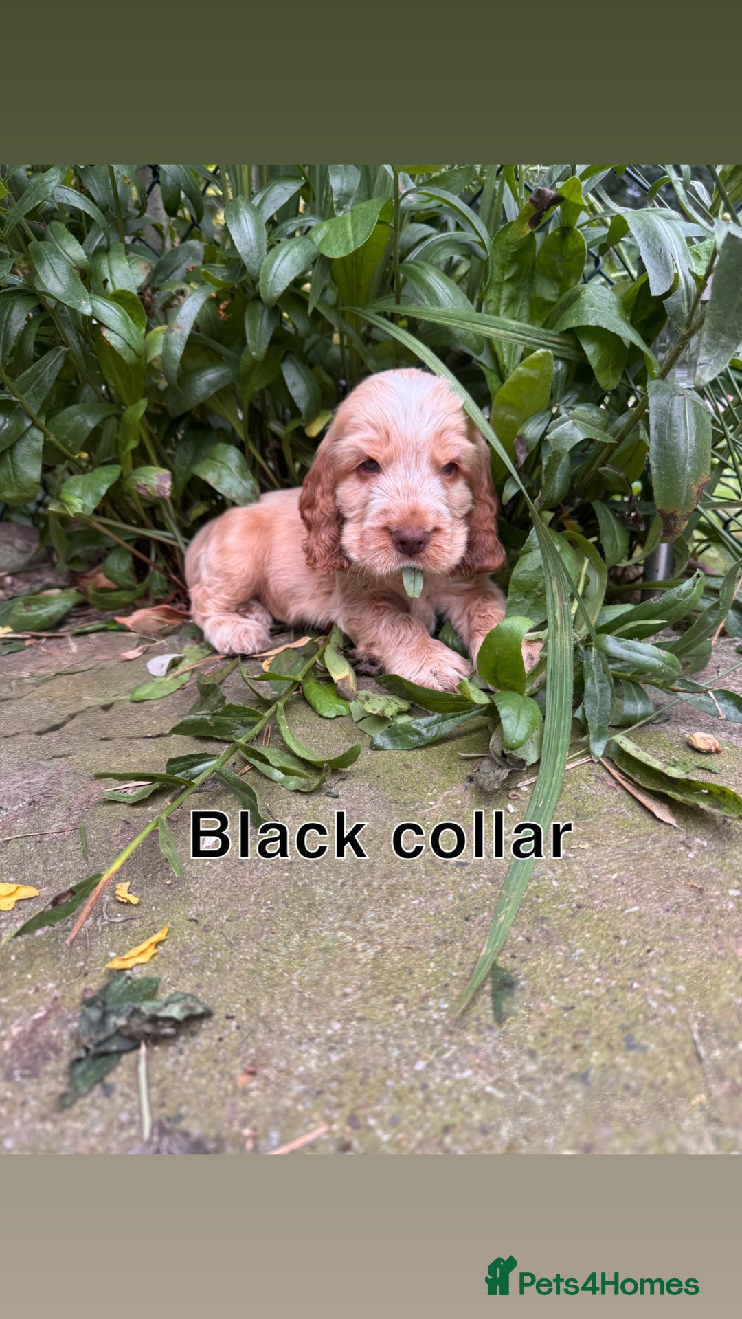 Cocker Spaniel dogs for sale: Full pedigree Show Cocker Spaniel Puppies 🐾 - Image 2