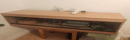 Corn Snake reptiles for sale: Male corn snake in Warrington - Advert 2