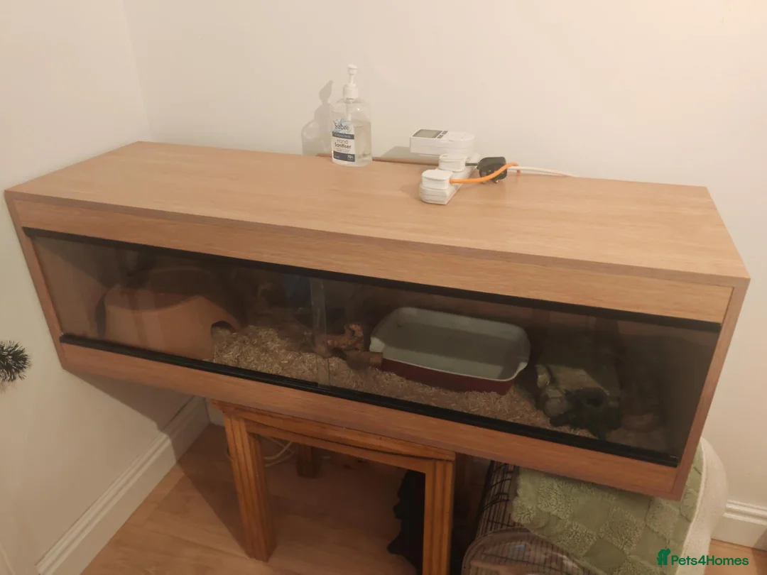Corn Snake reptiles for sale: Male corn snake in Warrington - Advert 2
