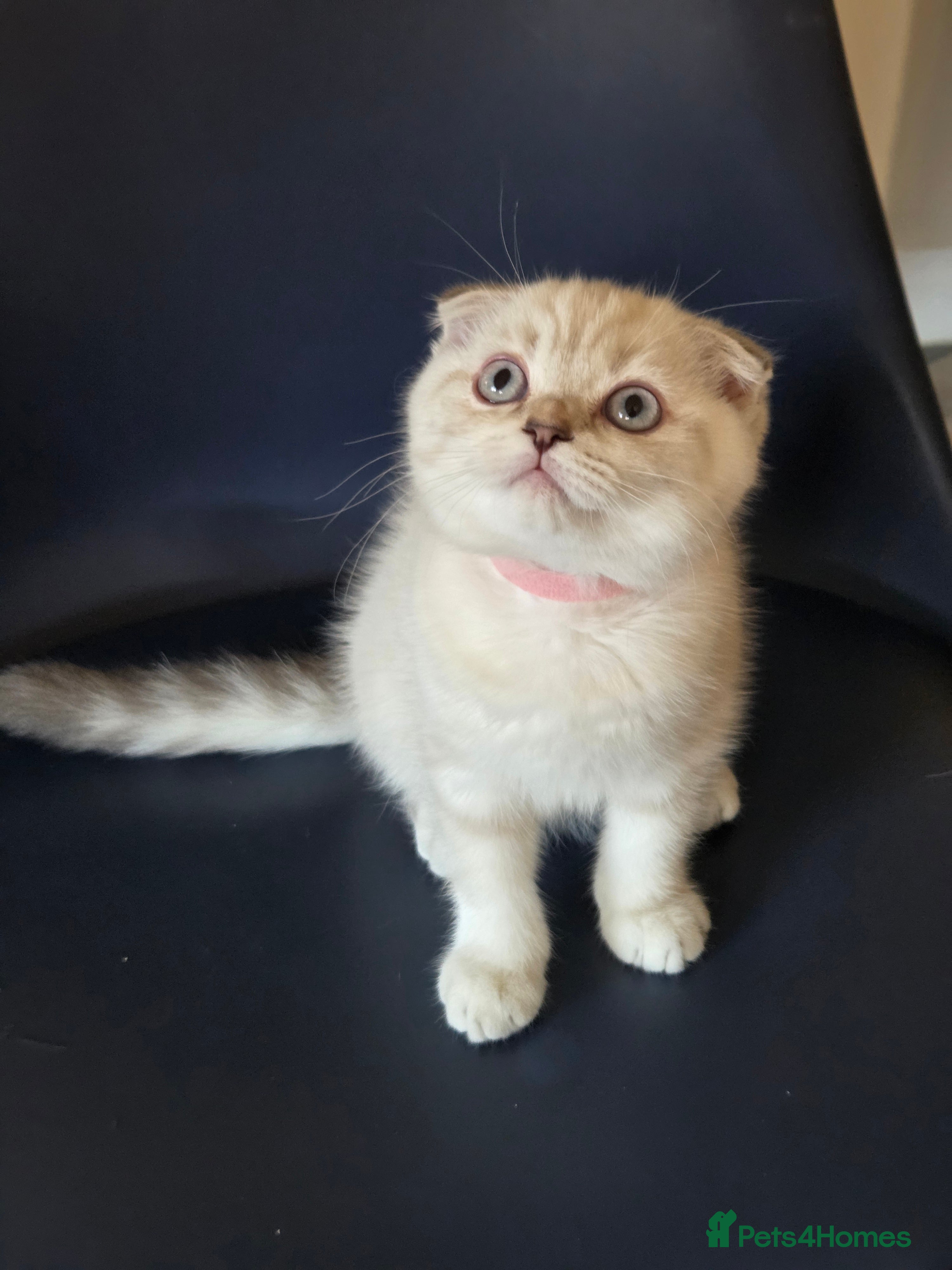 Scottish Fold cats Scottish Fold Kitten Female Ready To Be Collected  - Advert 6
