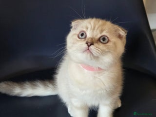 Scottish Fold cats Scottish Fold Kitten Female Ready To Be Collected - Advert 3