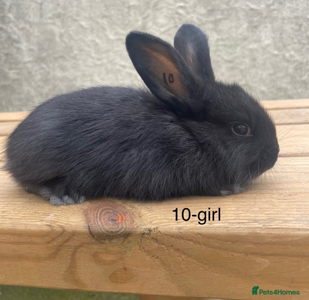 Continental Giant rabbits for sale: Pure bred continental giants - Image 9