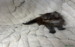 Maine Coon cats for sale: TICA REGISTERD MAINCOON KITTEN’S ⭐️ - Image 23