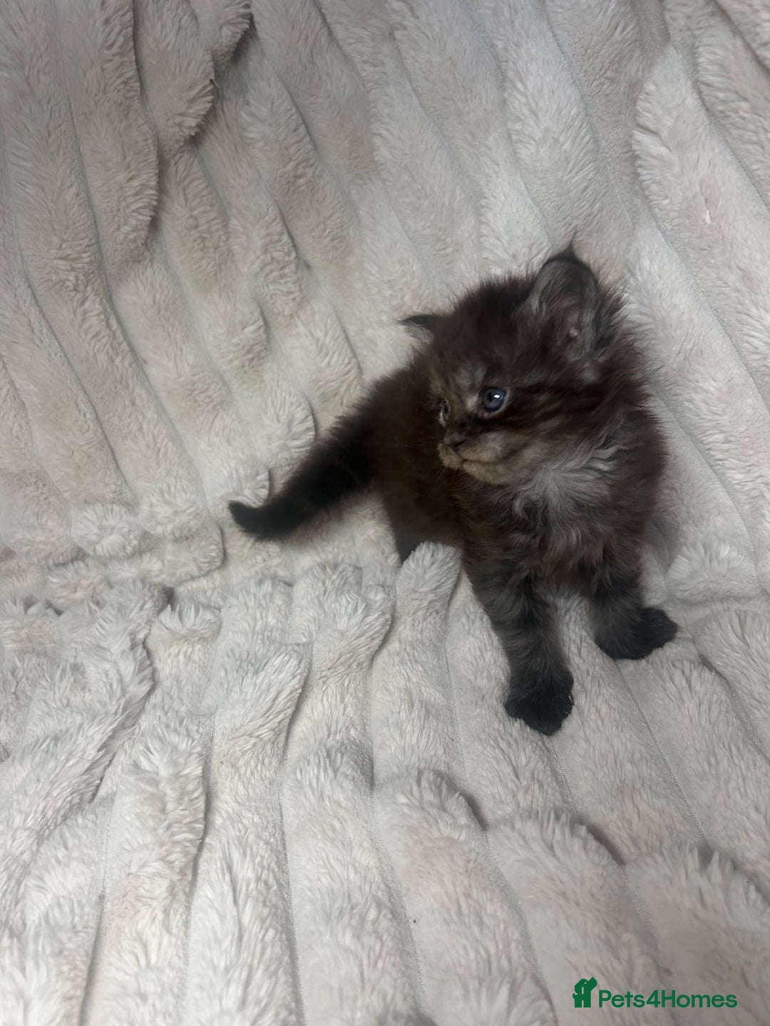 Maine Coon cats for sale: TICA REGISTERD MAINCOON KITTEN’S ⭐️ - Image 23