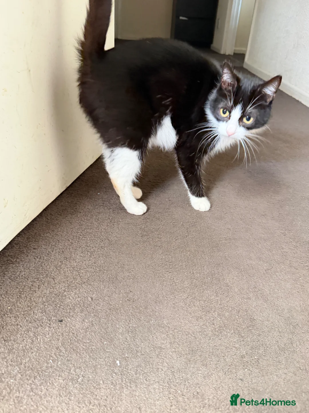 Mixed Breed cats for sale: Sweet girl - Advert 2