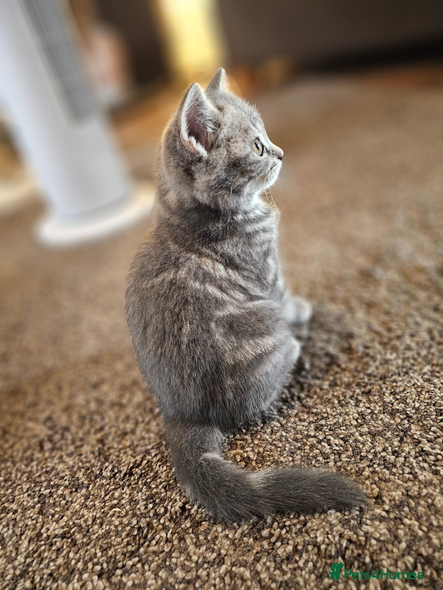 British Shorthair cats Female British shorthair kitten for sale in Dudley - Advert 3