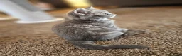 British Shorthair cats for sale: Female British shorthair kitten for sale in Dudley - Advert 1