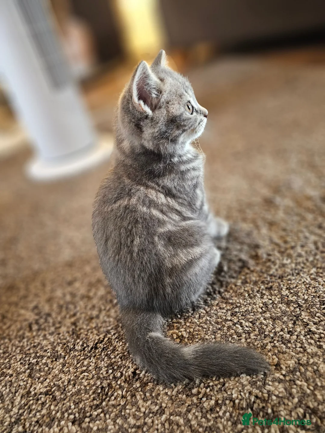 British Shorthair cats for sale: Female British shorthair kitten for sale in Dudley - Advert 1