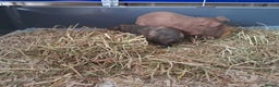 Guinea Pig rodents for sale: BEAUTIFUL MOTHER AND BABY DAUGHTER SKINNY PIGS.  - Advert 9