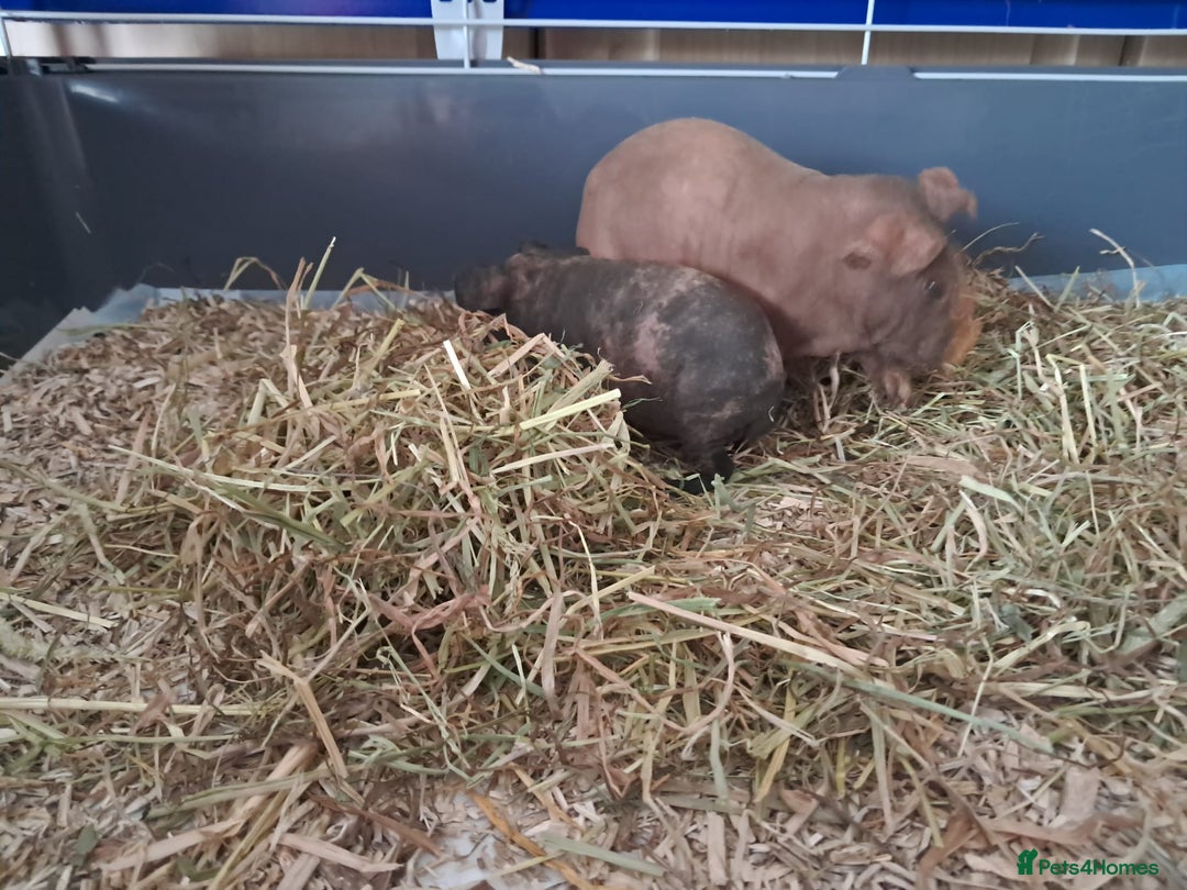 Guinea Pig rodents for sale: BEAUTIFUL MOTHER AND BABY DAUGHTER SKINNY PIGS.  - Advert 9
